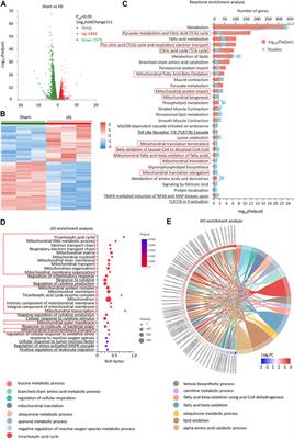 Mitochondrial antioxidant SkQ1 decreases inflammation following hemorrhagic shock by protecting myocardial mitochondria
